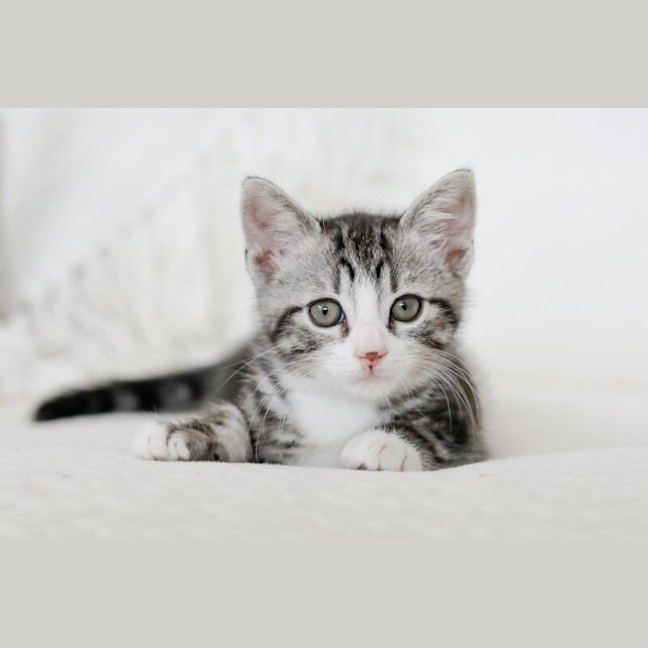 Photo of Jasper