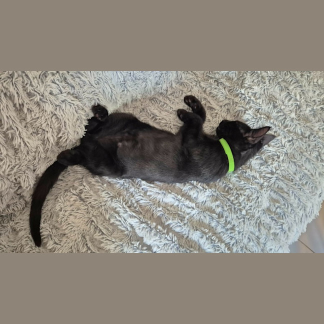 Photo of Salem