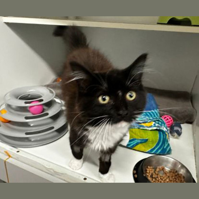 Photo of Jiji