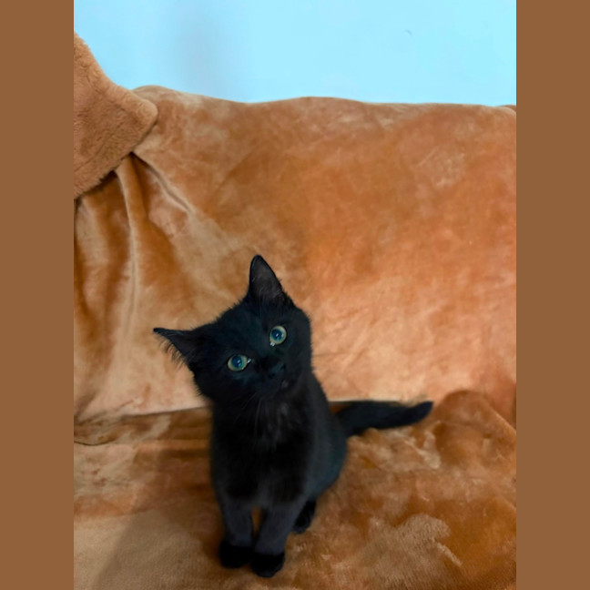 Photo of Knight