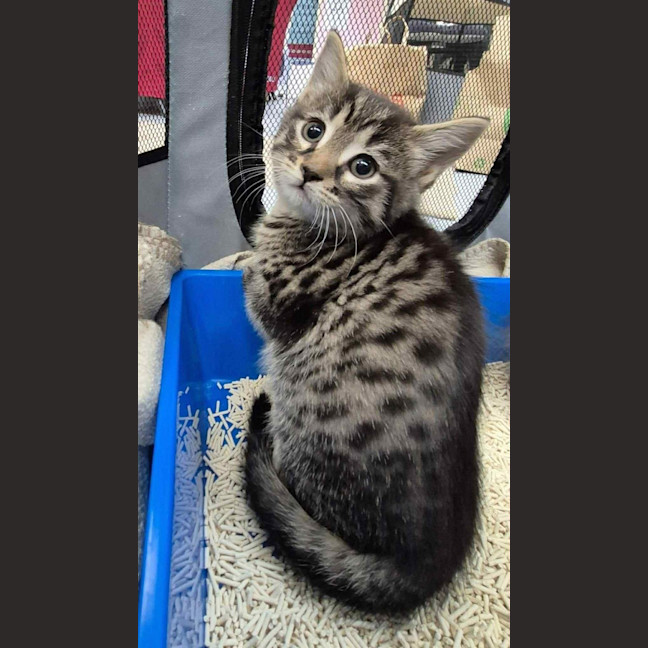 Photo of Yappa ** 2nd Chance Cat Rescue**