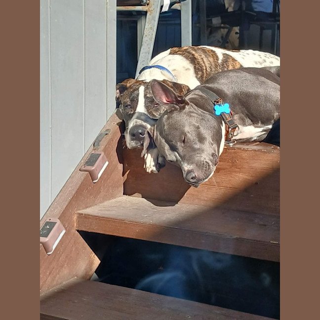 Photo of Scooby