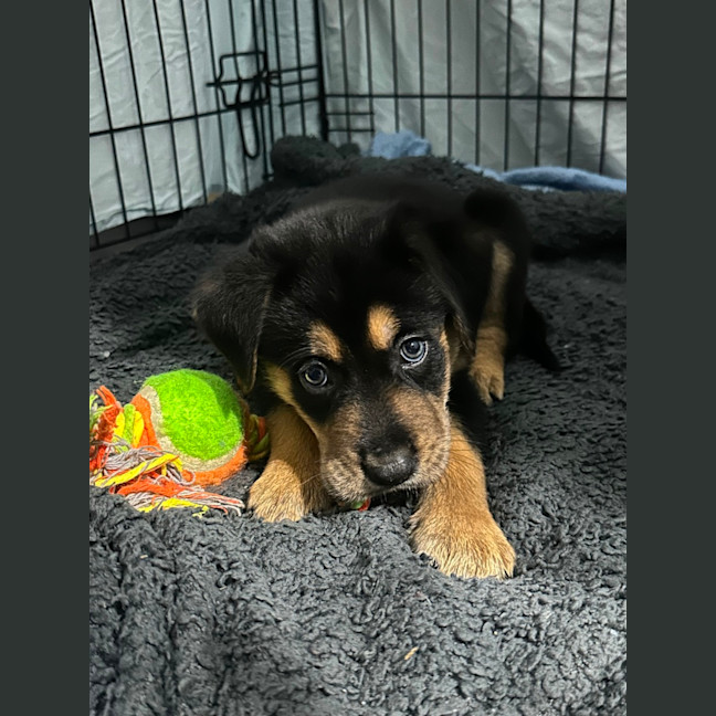 Photo of Maverick 🧢🐶🕶️