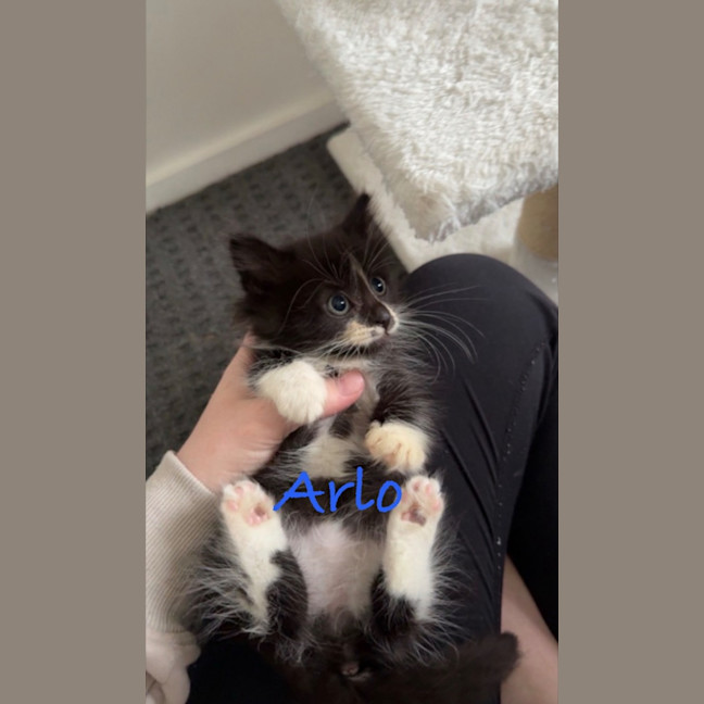 Photo of Arlo & Stella