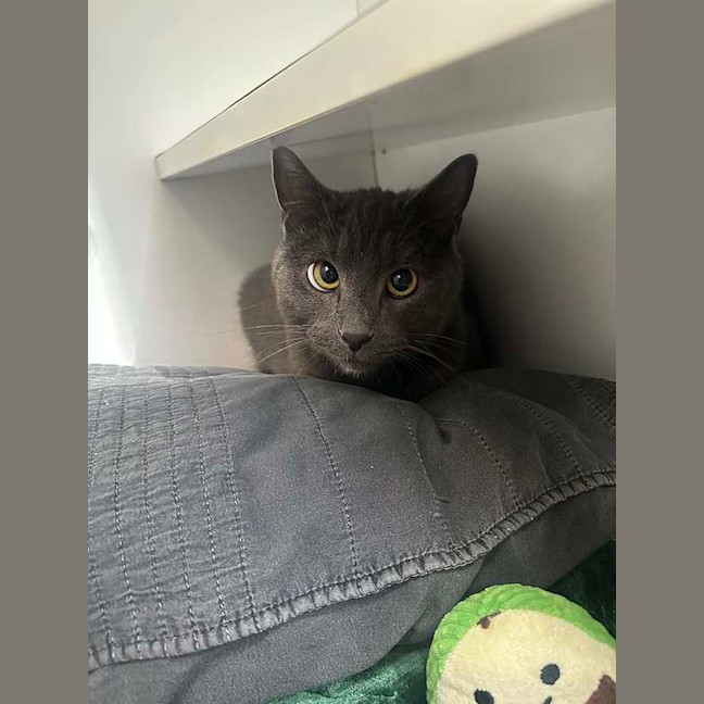 Photo of Milo