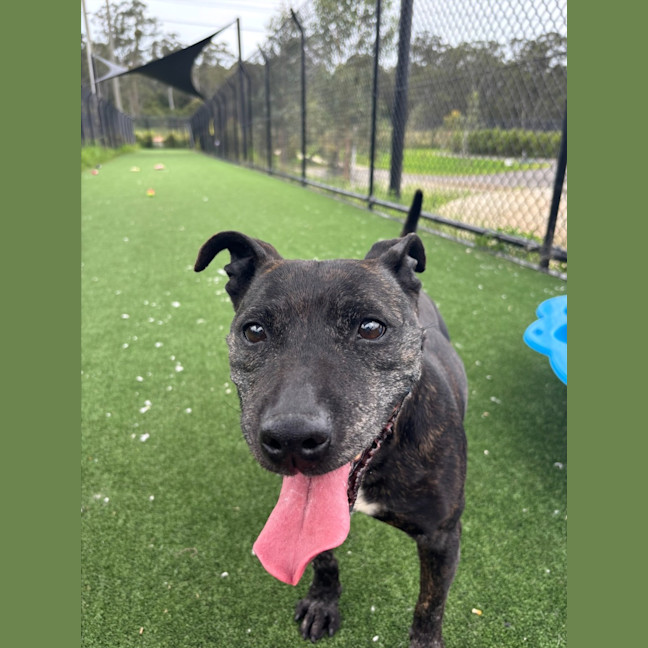 Photo of Dolly Imp 2044