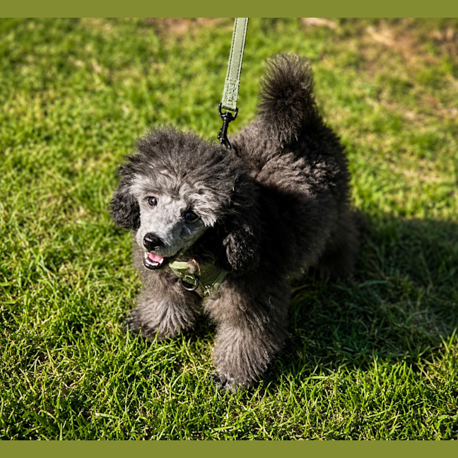 Photo of Tika
