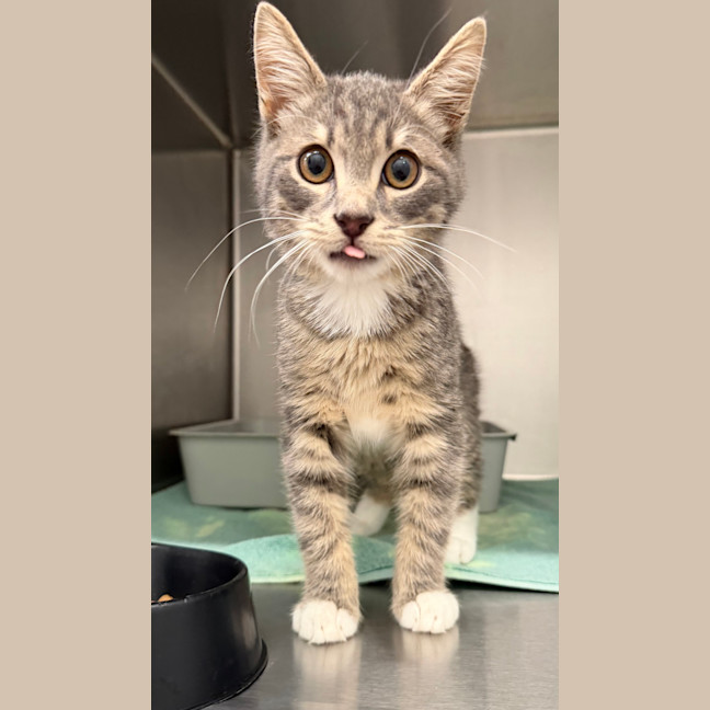 Photo of Bottle Top Bill