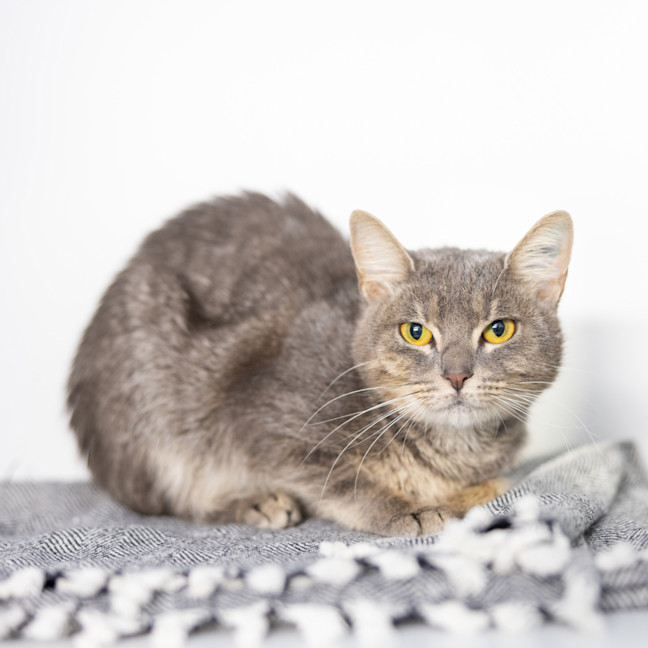 Photo of Kitty