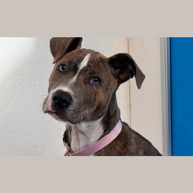 Photo of Dixie