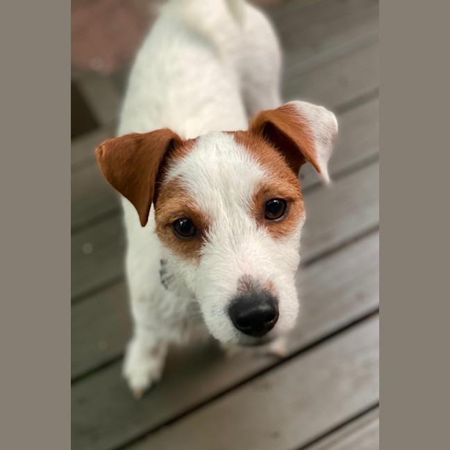 Photo of Sweetie Pie