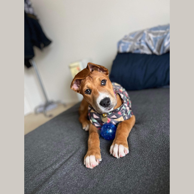 Photo of Bandit