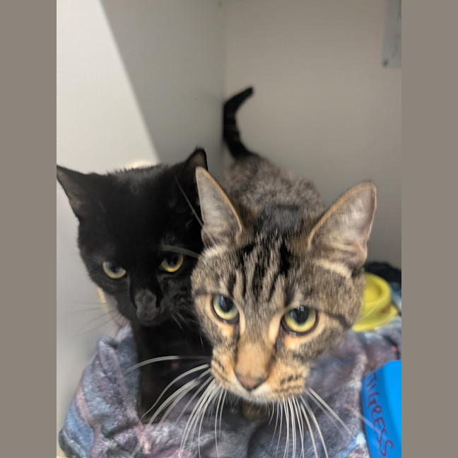 Photo of Tigress And Mavis