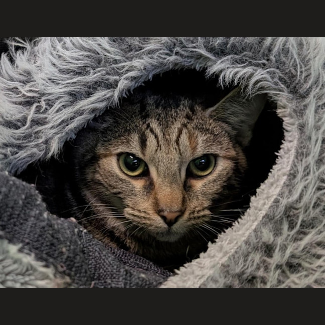 Photo of Spockess (Now Toothless)