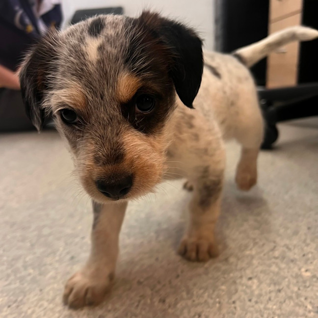 Photo of D1187 Pedro