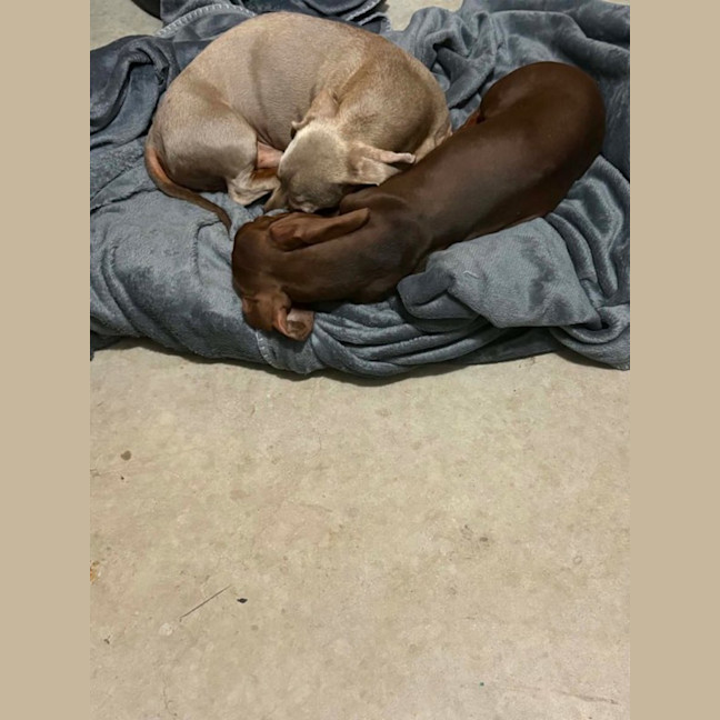 Photo of Shadow