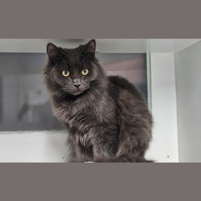 Photo of Smokey