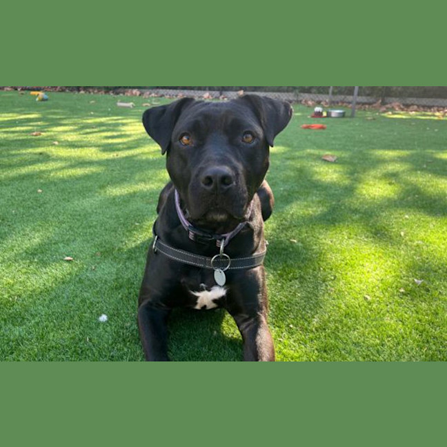 Photo of Jet