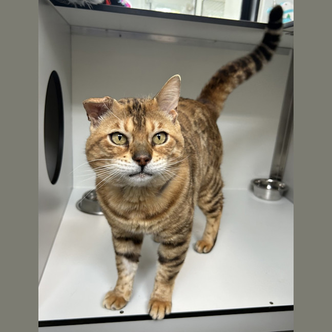 Photo of Neil Catrick Harris