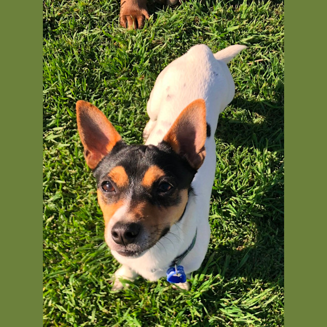 Photo of Tommy   10 Month Old Mini Fox Terrier (Hold)