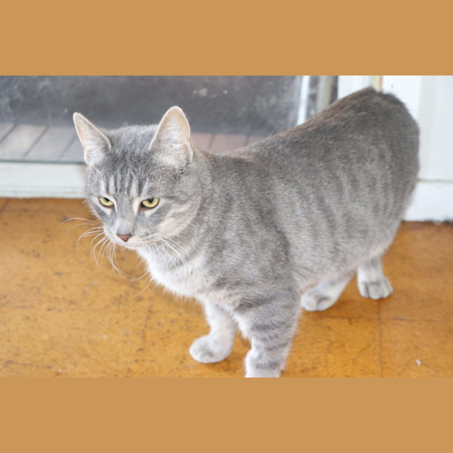 Photo of Winston   Now At Thornton Pet Quarters