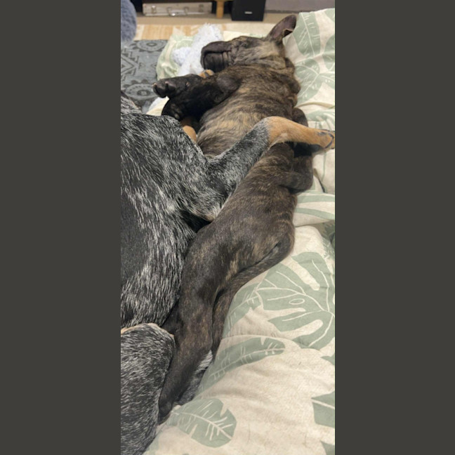 Photo of Potato   9 Week Old Shar Pei X Staffy 