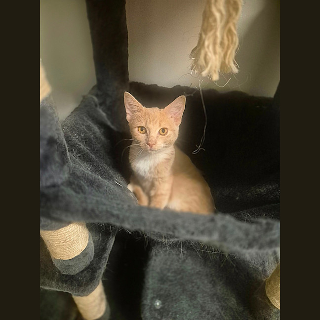 Photo of Ruby