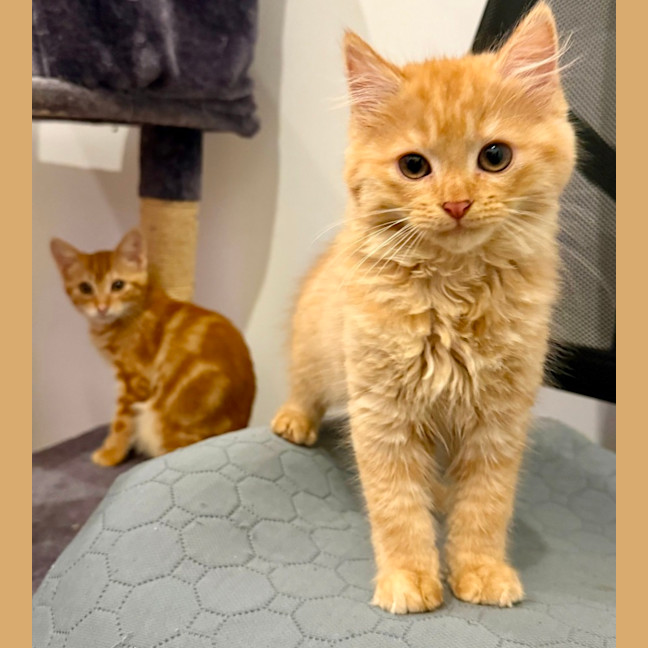 Photo of Kayak & Canoe