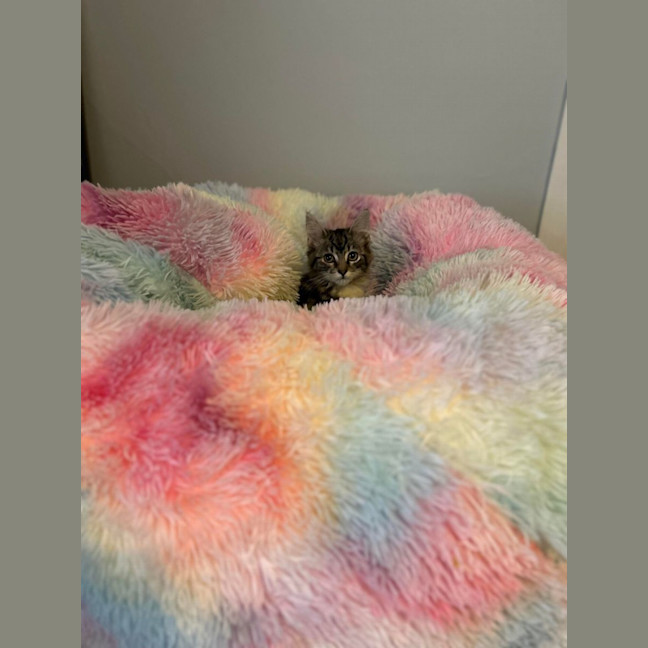 Photo of Jesse   Located In Surrey Hills 