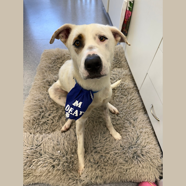 Photo of Cookie