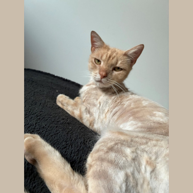Photo of Flik