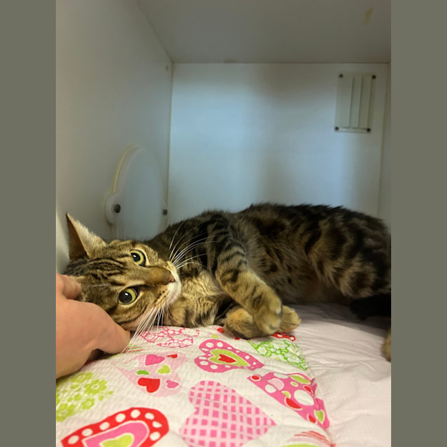 Photo of Turbo