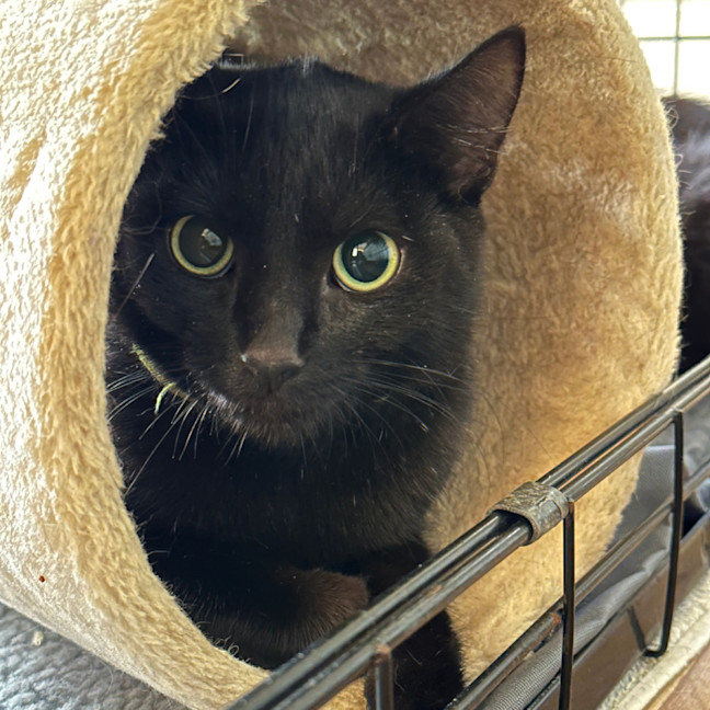 Photo of 🐭 Inky 🐭