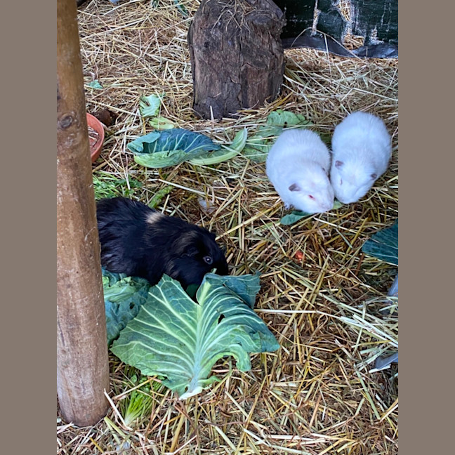 Photo of Bailey, Landon And Wooly 