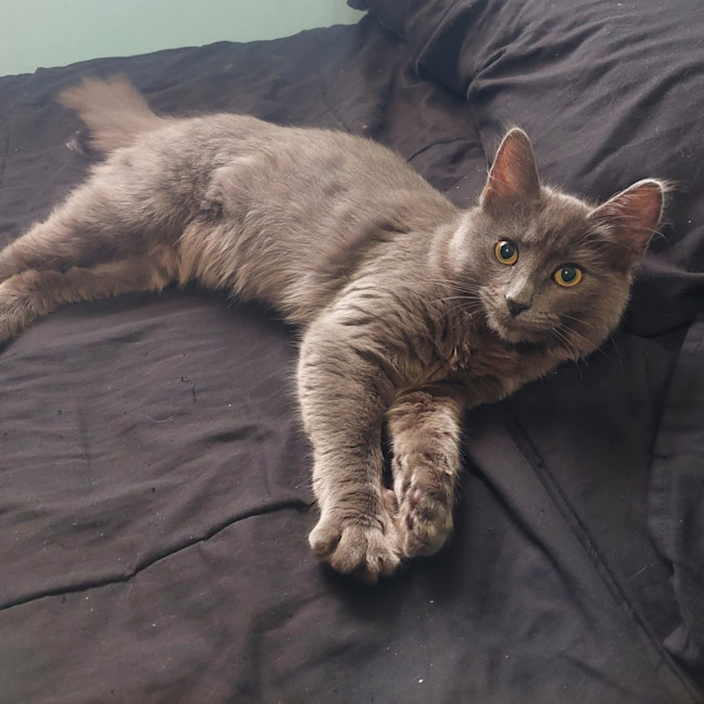 Photo of Nyla