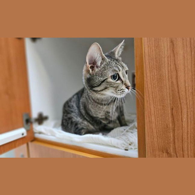 Photo of Angela Meowkel
