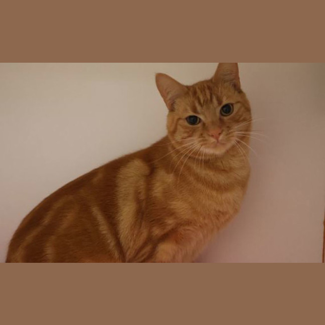 Photo of Amos