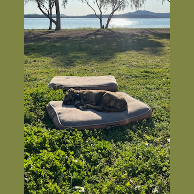 Photo of Tilly   8 Month Old Kelpie X