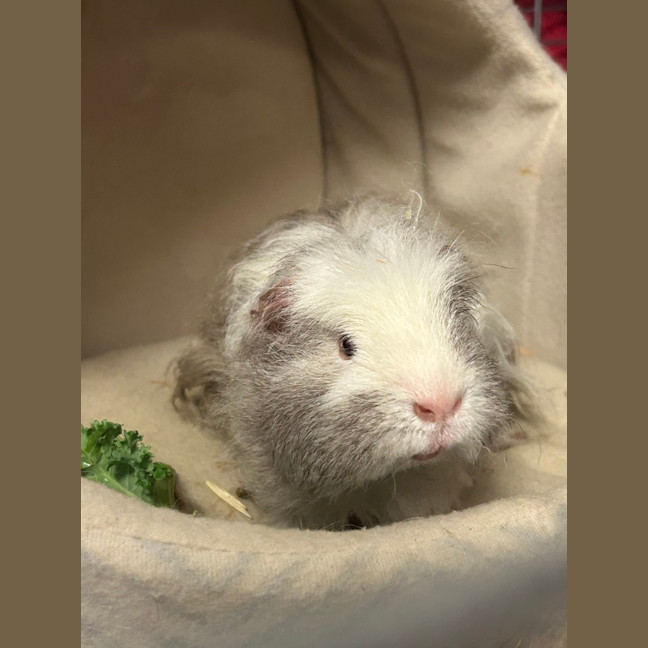 Photo of Doozle