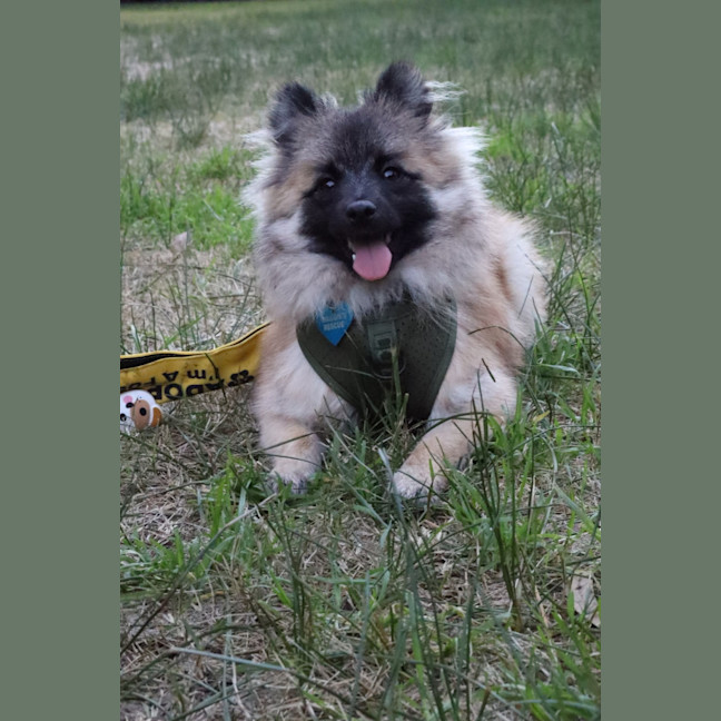 Photo of Whimsy