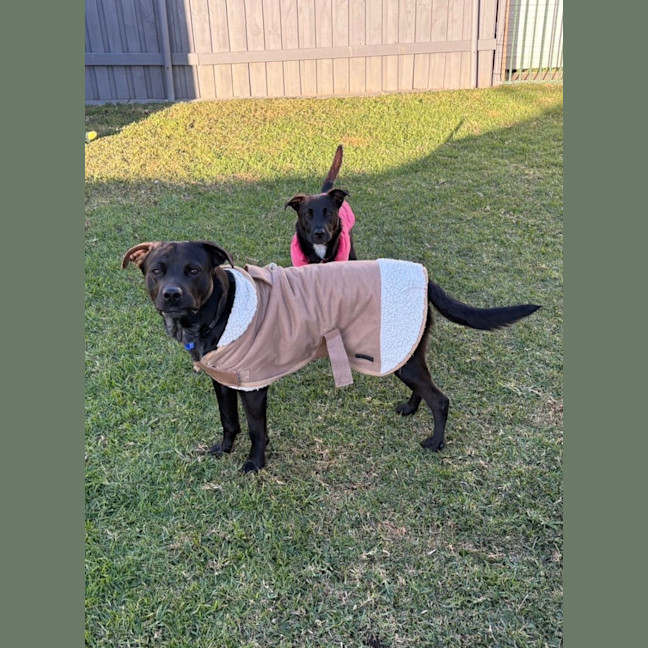 Photo of Odin   3 Year Old Rottweiler X