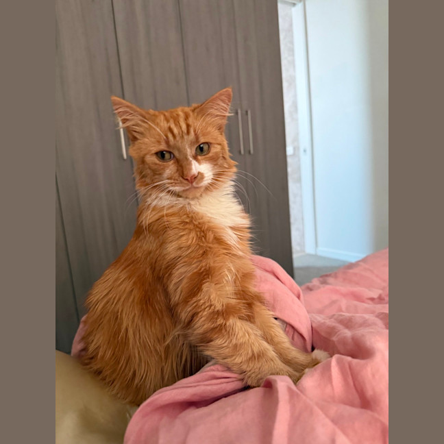 Photo of Sunny The Cuddle Champion