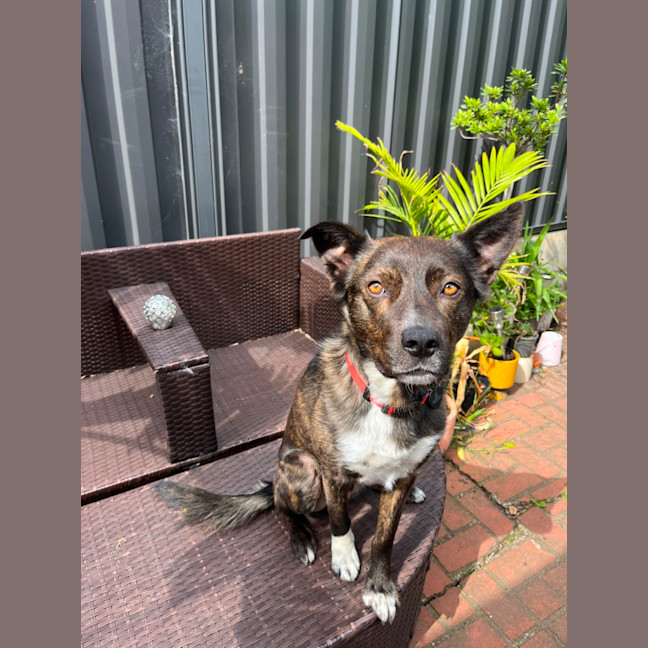 Photo of Tango