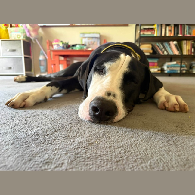 Photo of Doofy