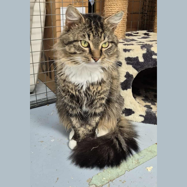 Photo of Merlin **2nd Chance Cat Rescue**