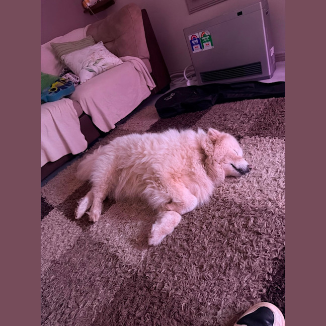 Photo of Luna