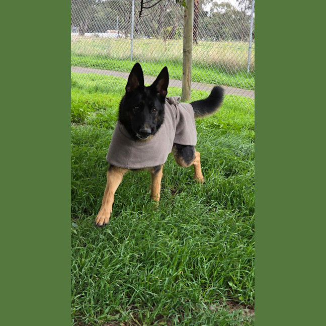 Photo of Senior Constable Bork 