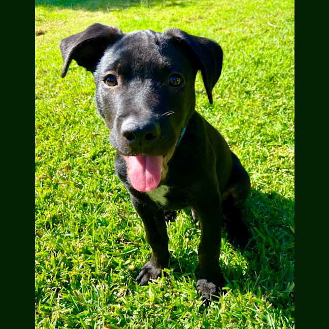 Photo of Bo   3 Month Old Kelpie X Wolfhound