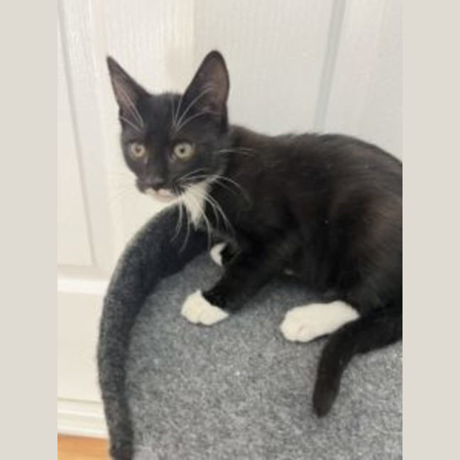 Photo of Magpie