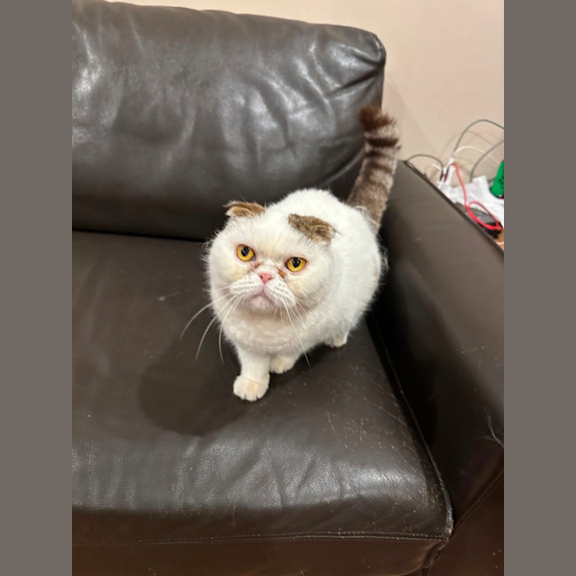 Photo of Moji